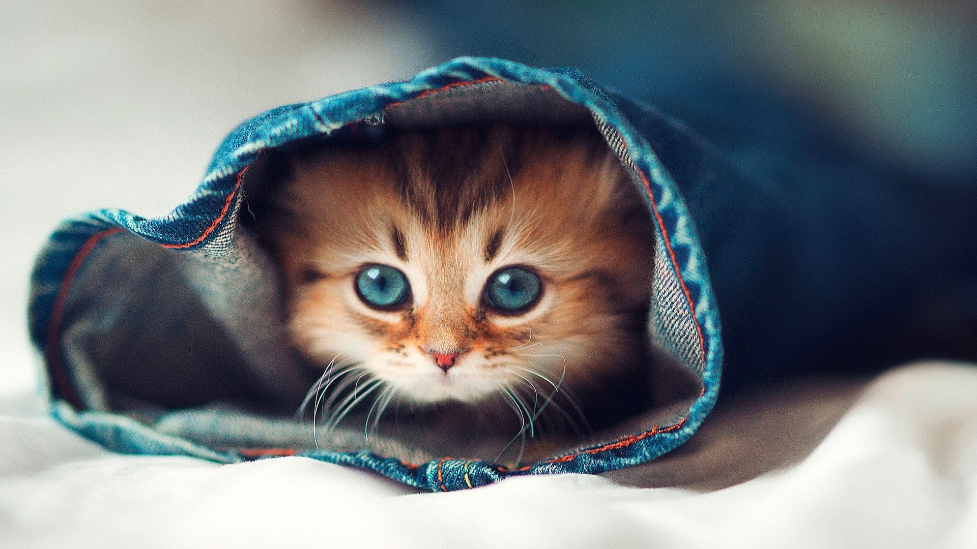 Cute Cat Aesthetics Wallpapers