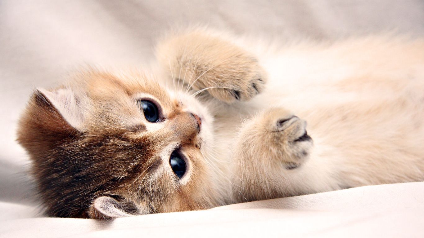 Cute Cat Hd Wallpapers