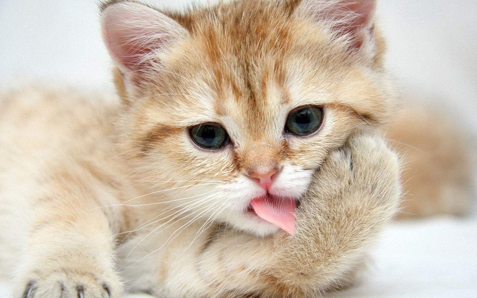 Cute Cat Hd Wallpapers