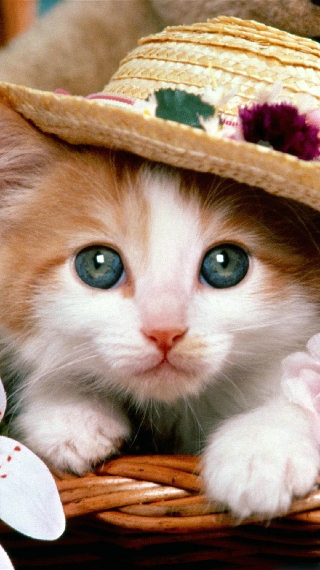 Cute Cat Hd Iphone Wallpapers Wallpapers