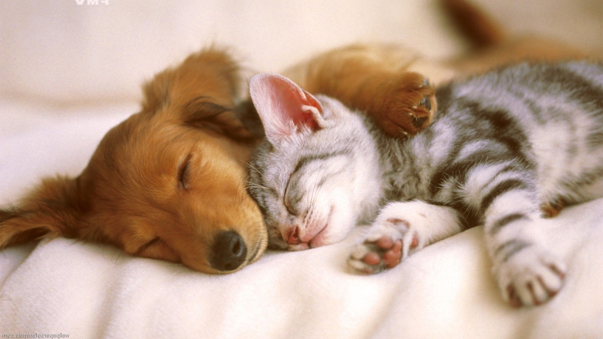 Cute Cats And Dogs Wallpapers Wallpapers