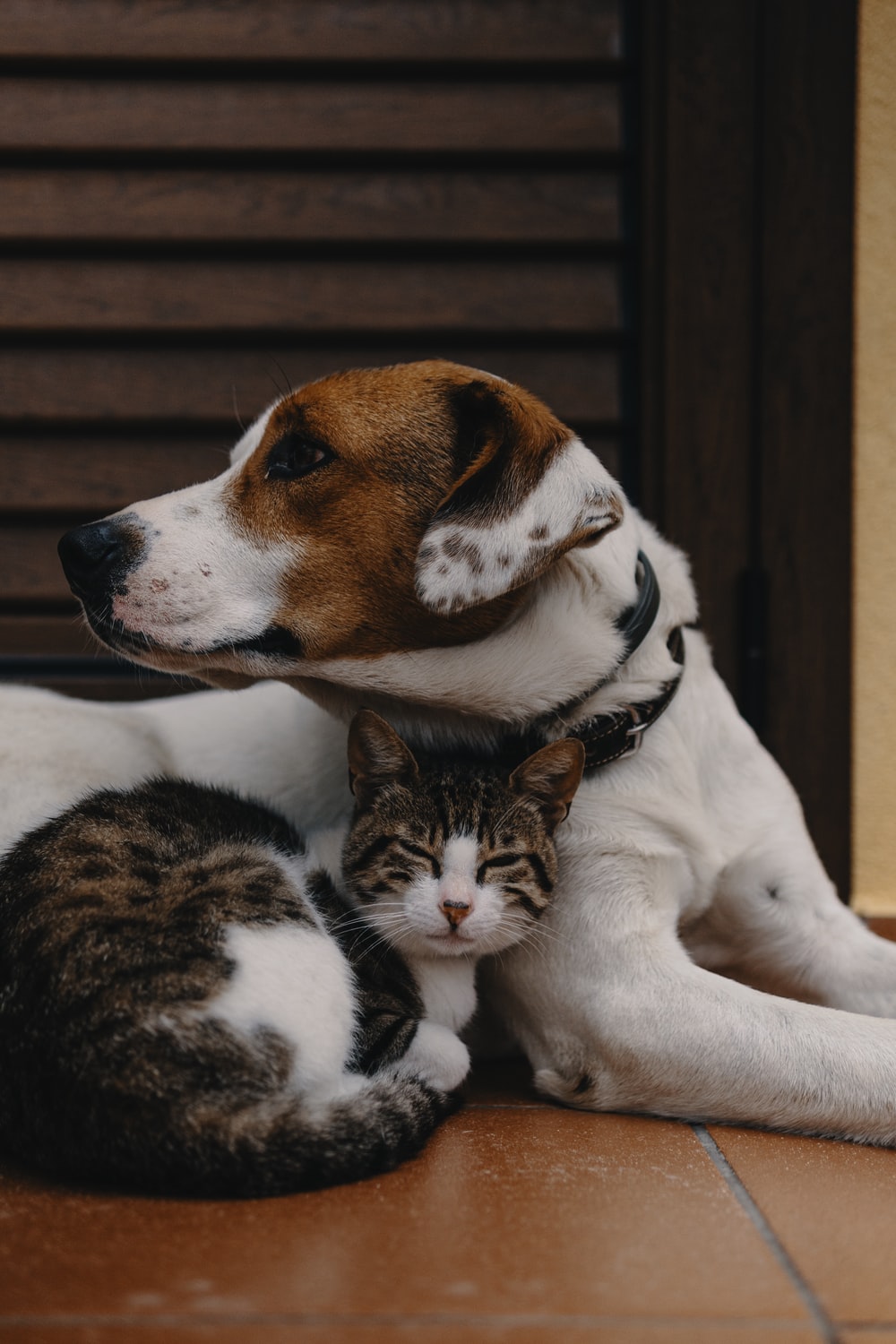 Cute Cats And Dogs Wallpapers Wallpapers