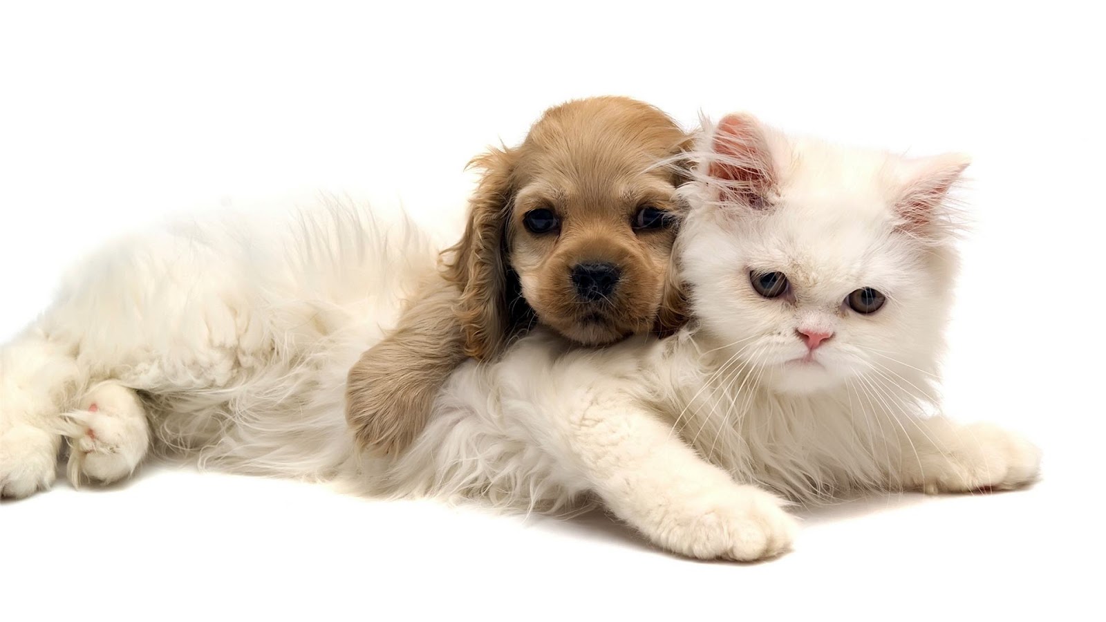 Cute Cats And Dogs Wallpapers Wallpapers