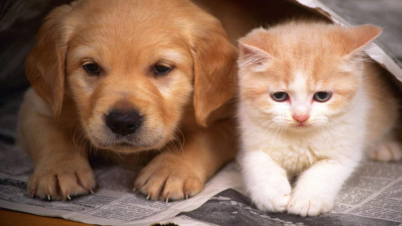 Cute Cats And Dogs Wallpapers Wallpapers