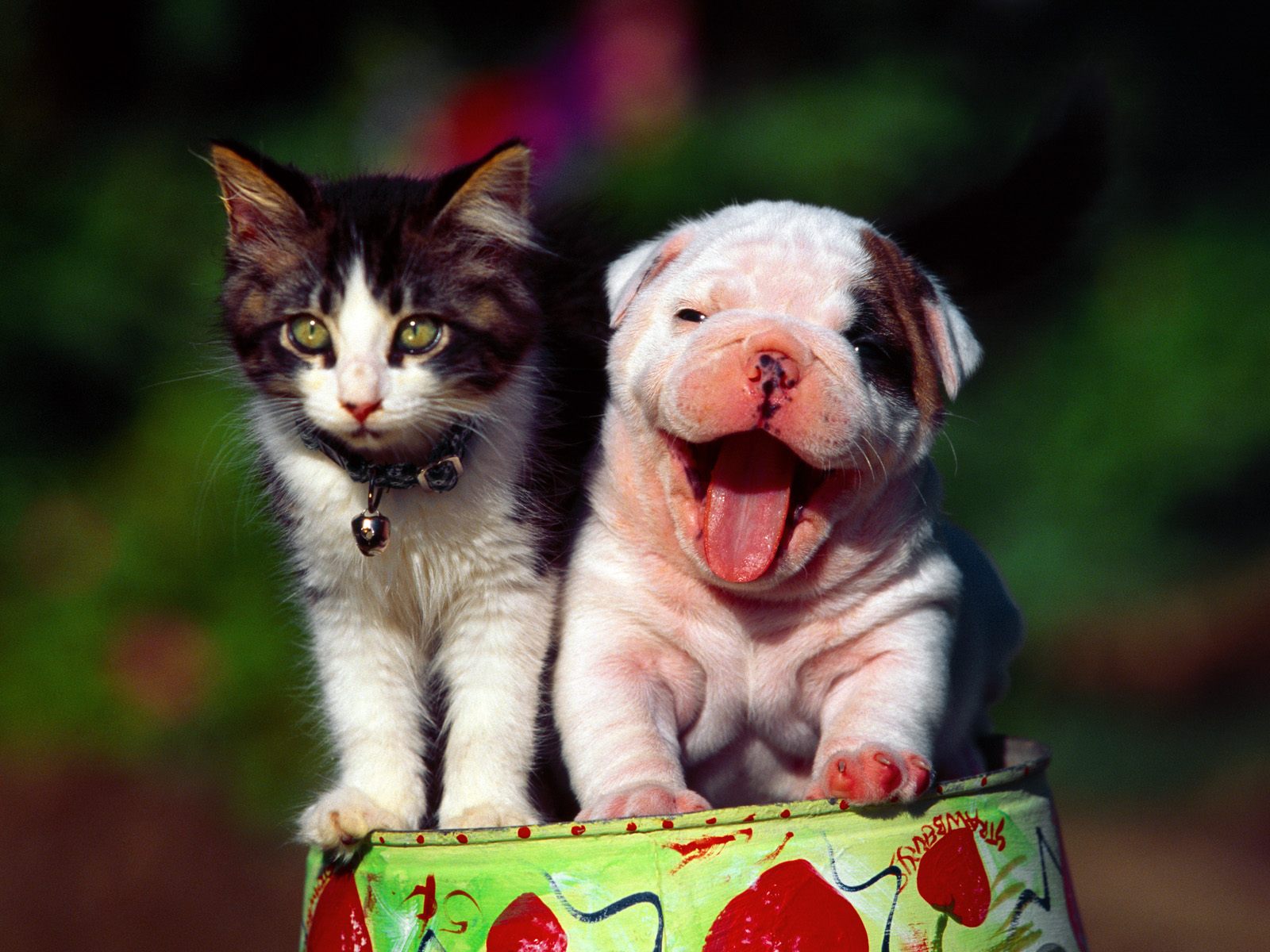 Cute Cats And Dogs Wallpapers Wallpapers