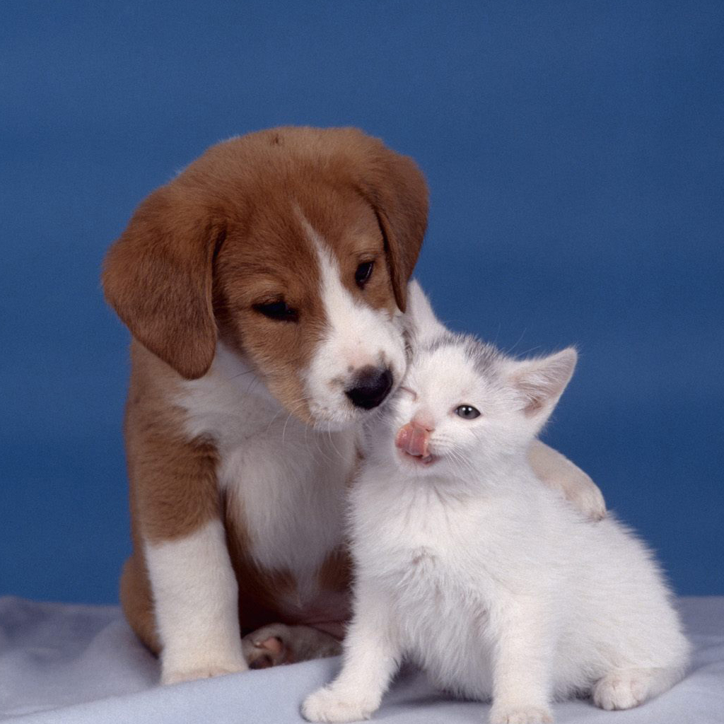 Cute Cats And Dogs Wallpapers Wallpapers