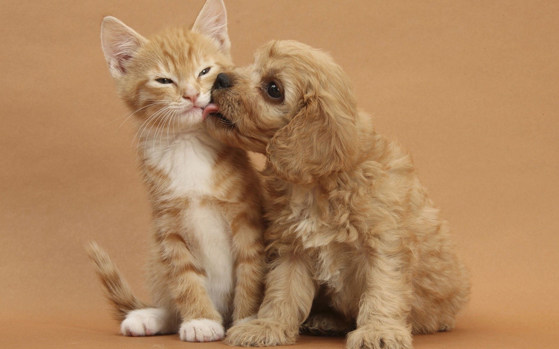 Cute Cats And Dogs Wallpapers Wallpapers