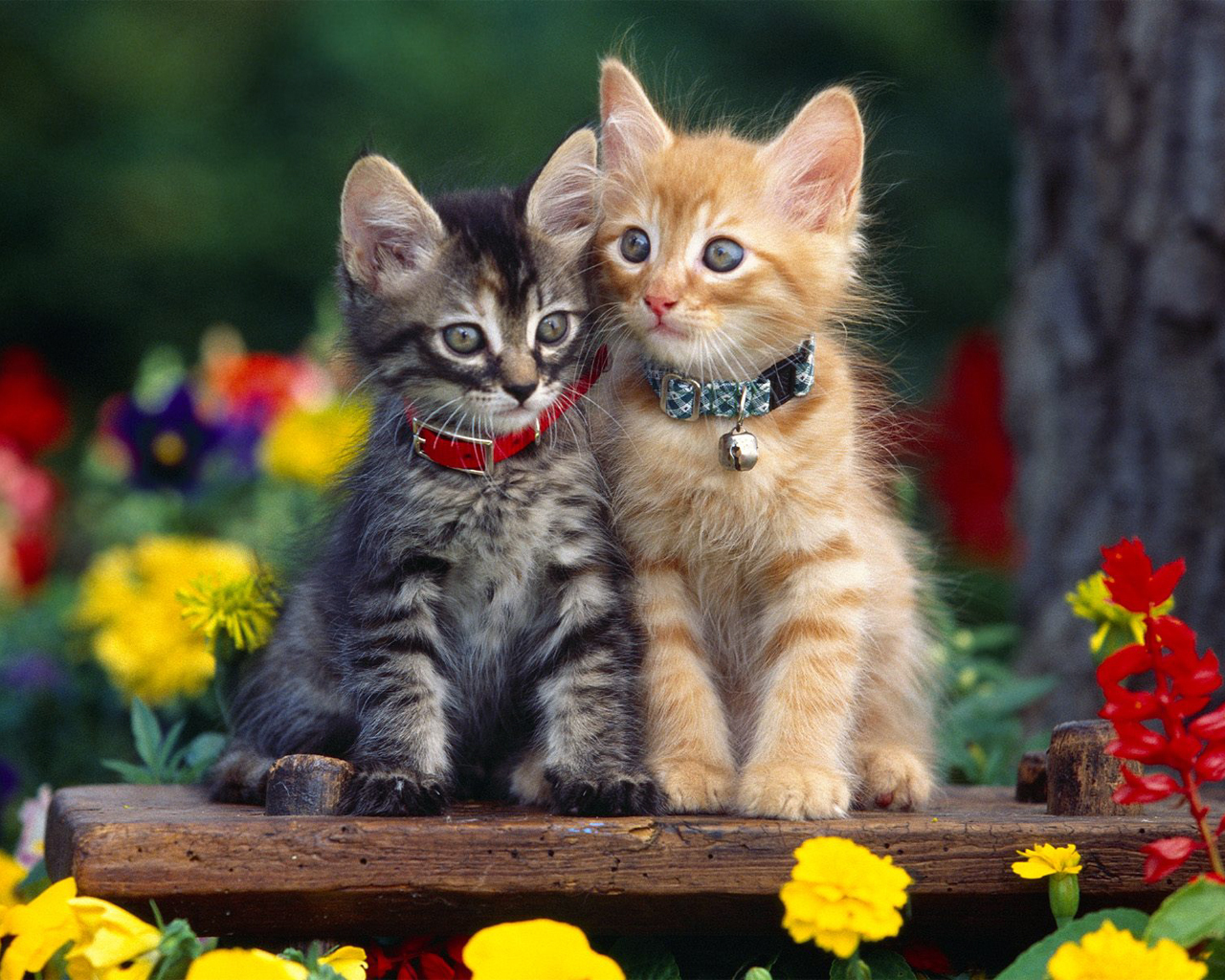 Cute Cats And Dogs Wallpapers Wallpapers