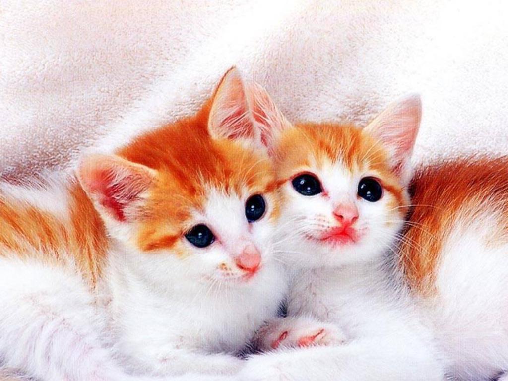 Cute Cats And Kittens Wallpapers