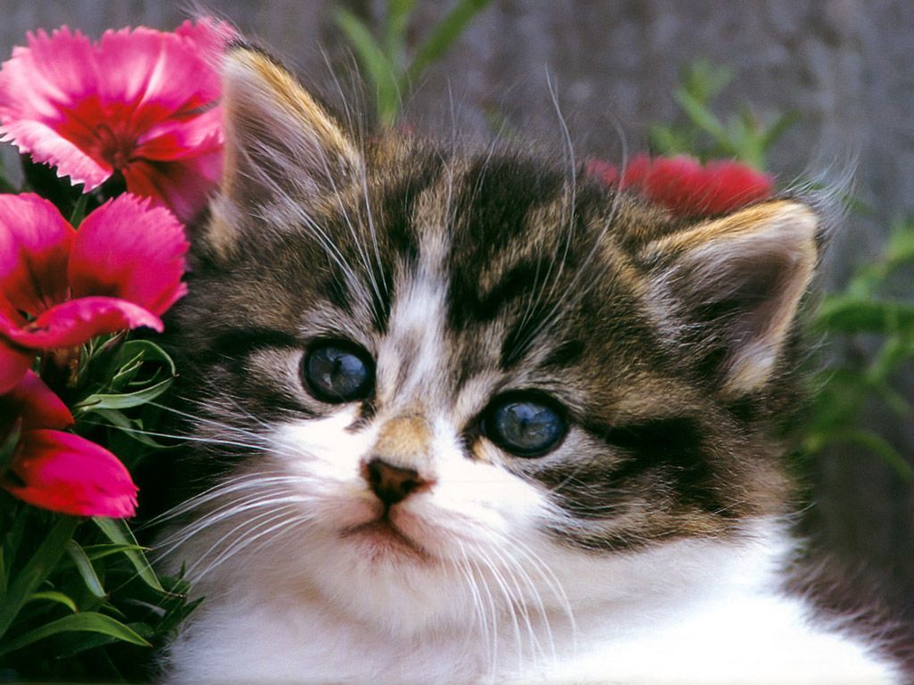 Cute Cats And Kittens Wallpapers