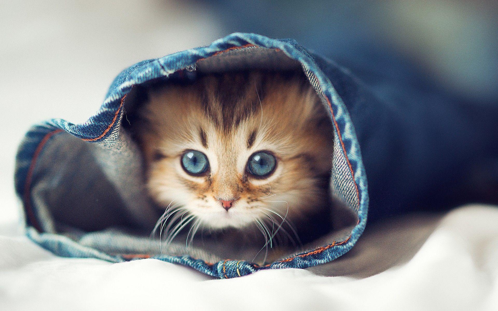 Cute Cats Wallpaper Wallpapers