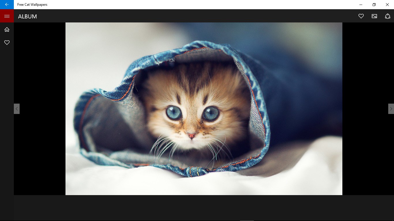 Cute Cats Wallpaper Wallpapers