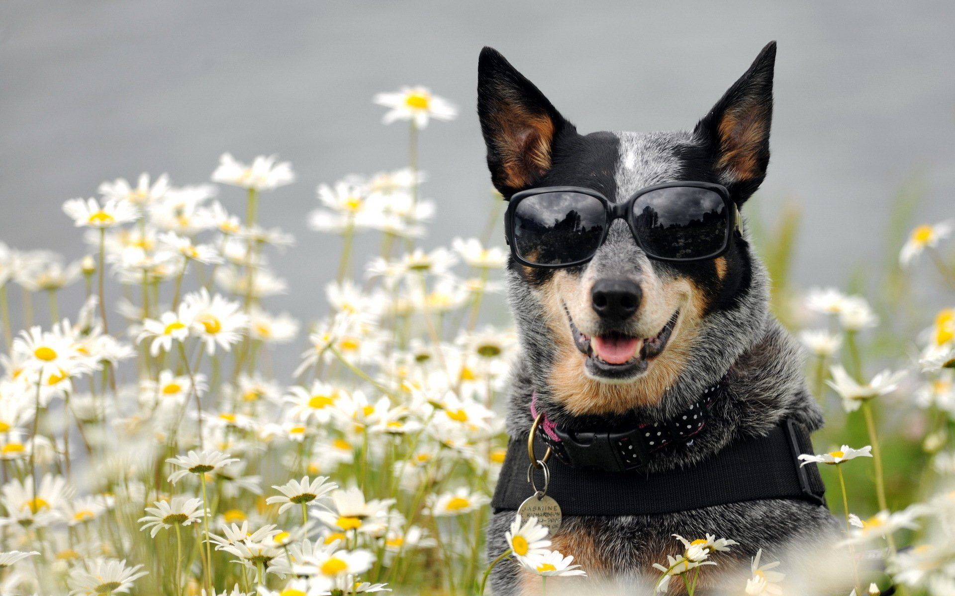 Cute Cattle Dog Wallpapers