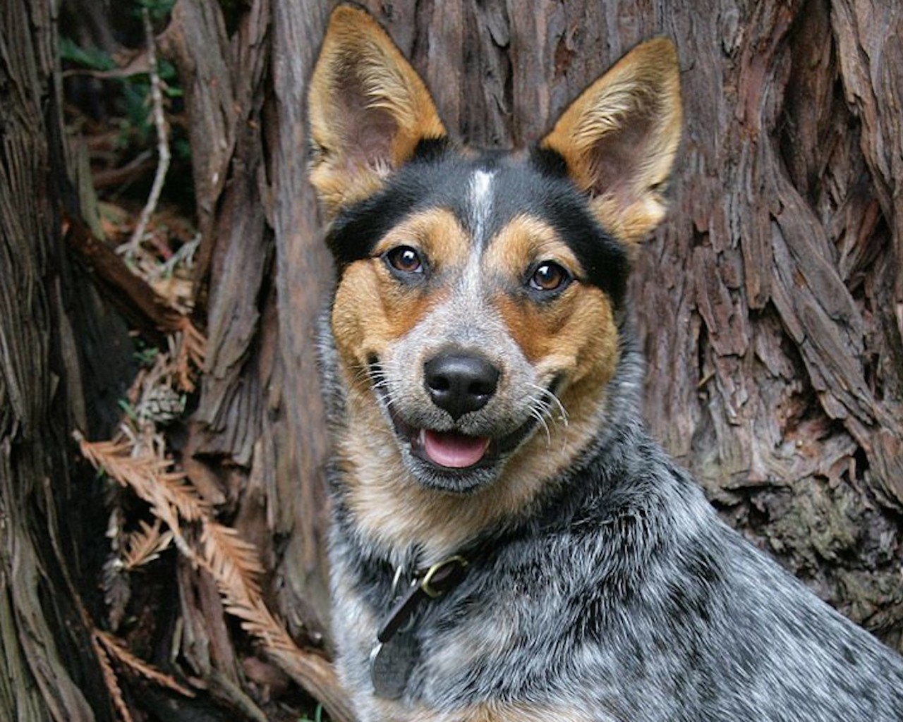 Cute Cattle Dog Wallpapers