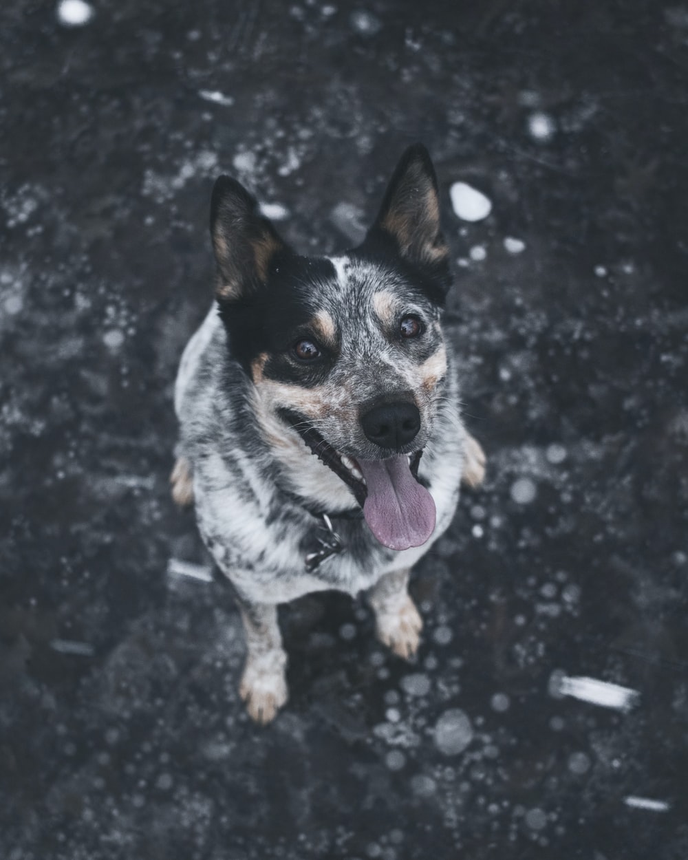 Cute Cattle Dog Wallpapers