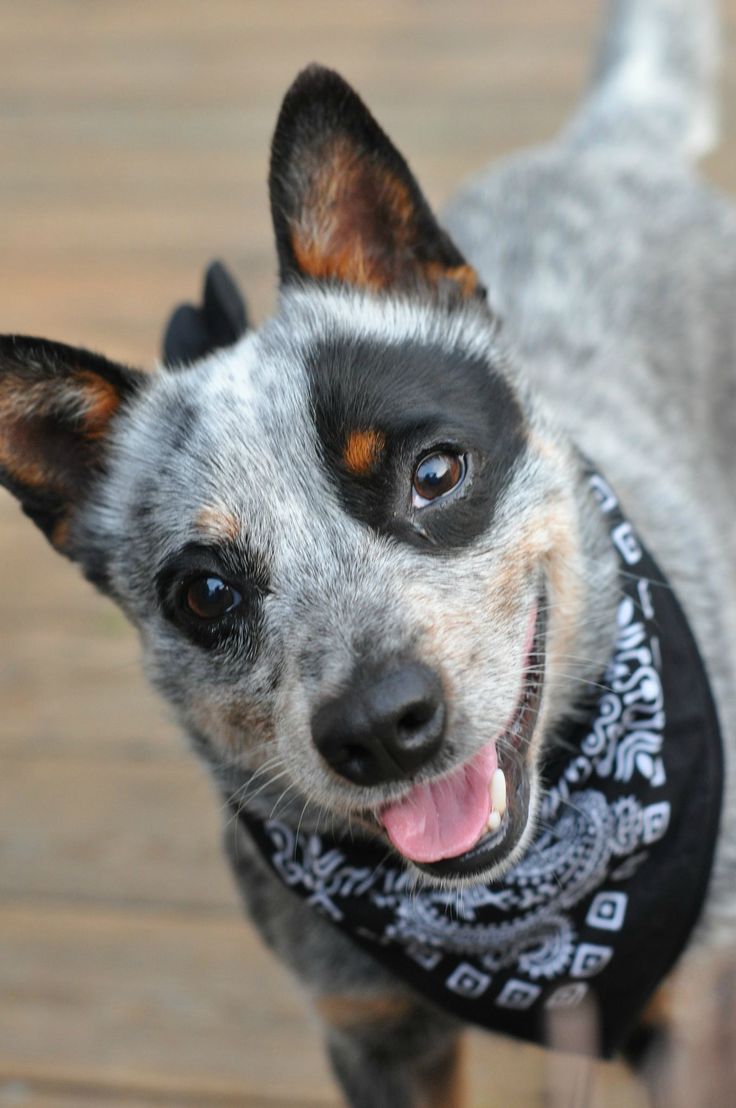 Cute Cattle Dog Wallpapers