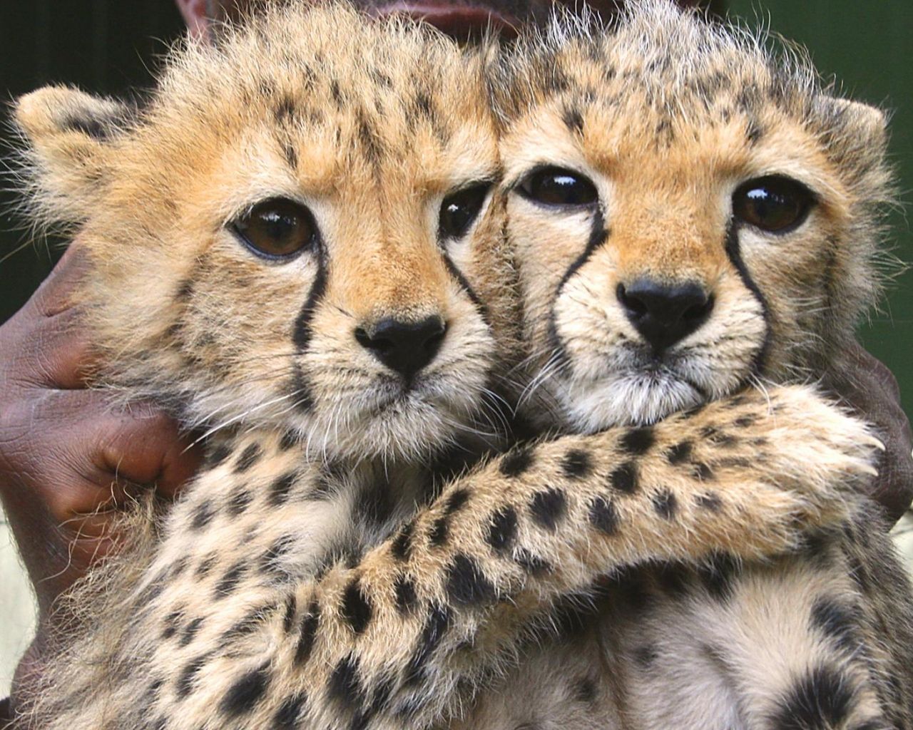 Cute Cheetah Wallpapers