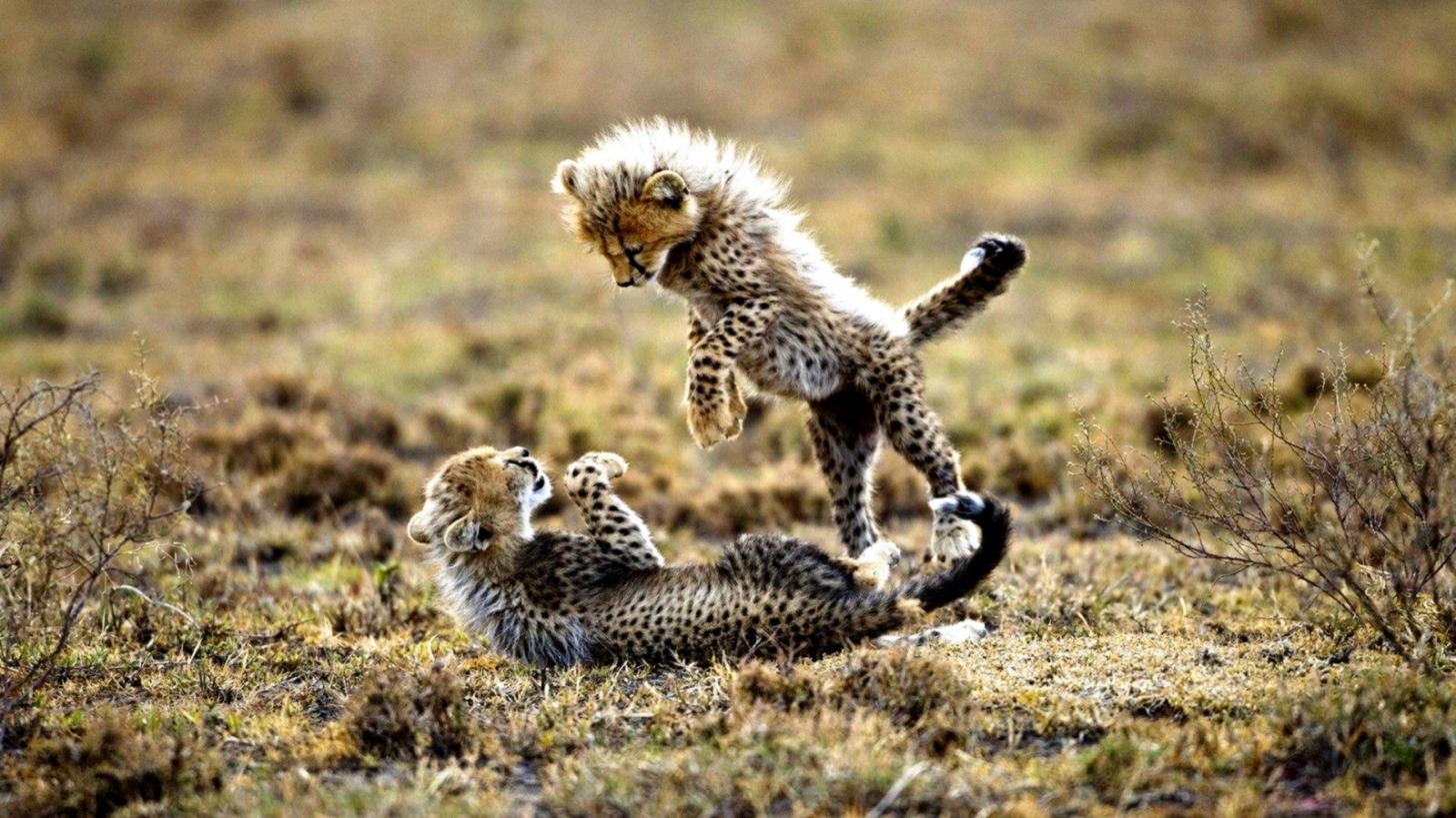 Cute Cheetah Wallpapers