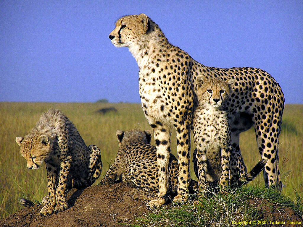 Cute Cheetah Wallpapers