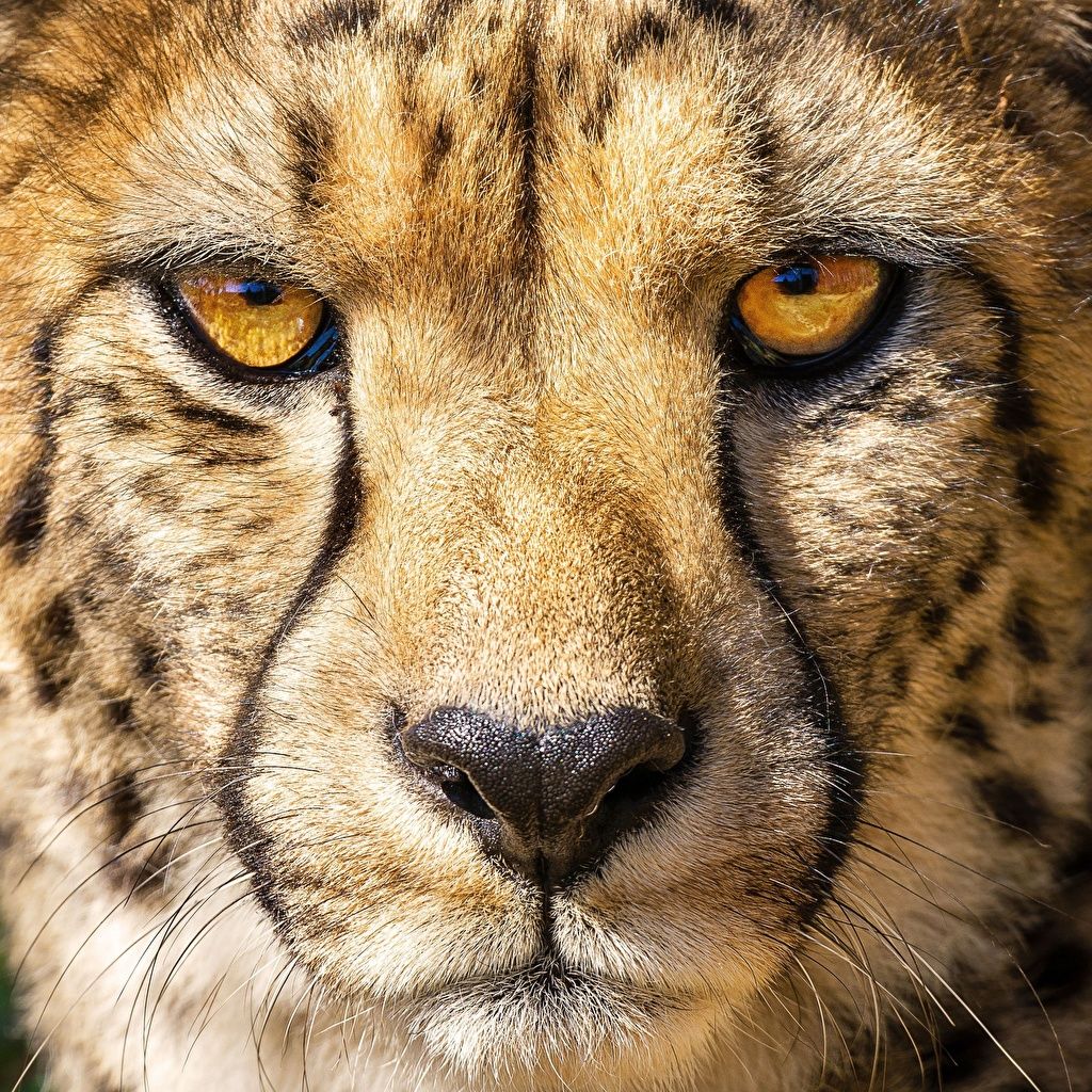 Cute Cheetah Wallpapers