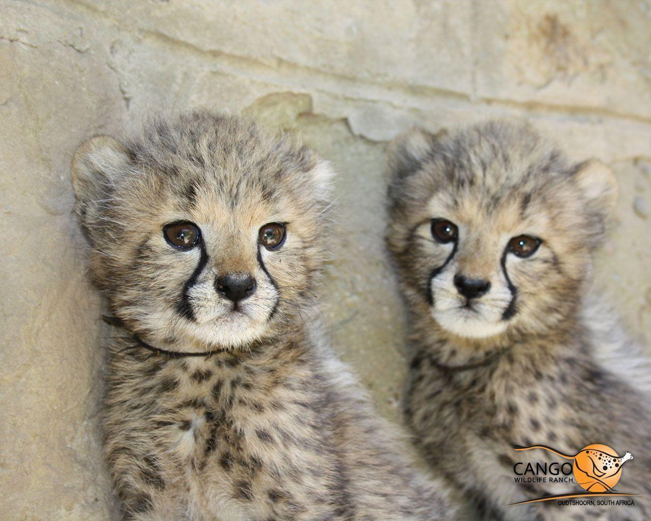 Cute Cheetah Wallpapers