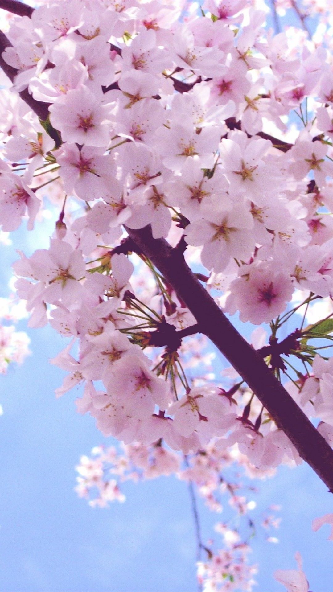 Cute Cherry Blossom Wallpapers