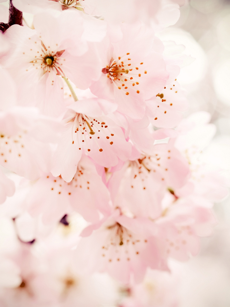 Cute Cherry Blossom Wallpapers