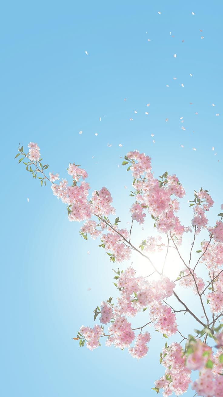 Cute Cherry Blossom Wallpapers