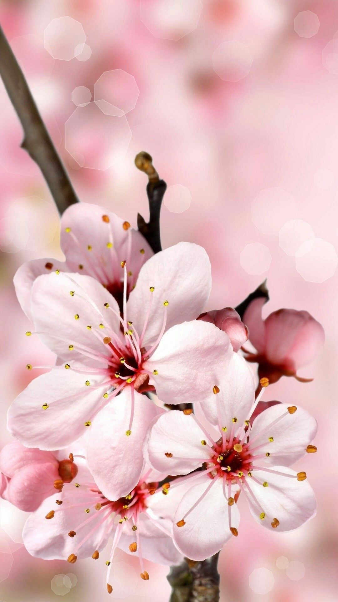 Cute Cherry Blossom Wallpapers