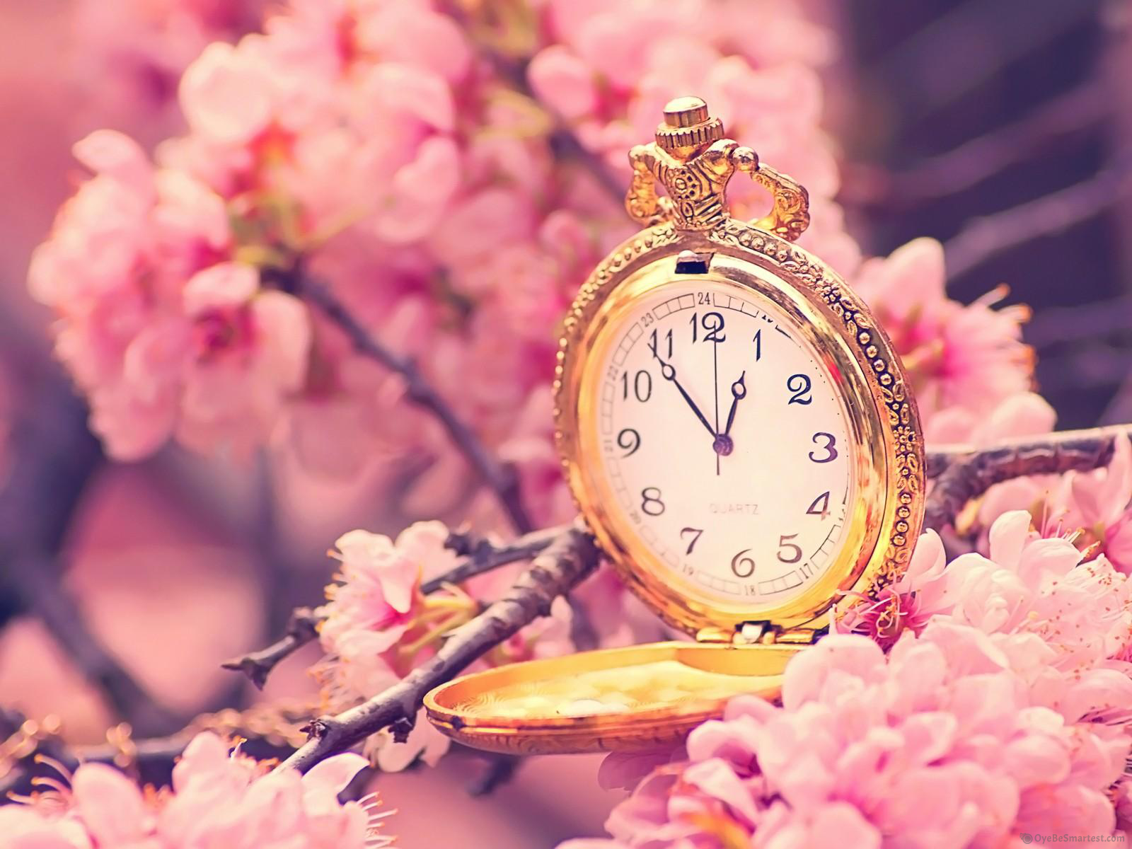 Cute Cherry Blossom Wallpapers