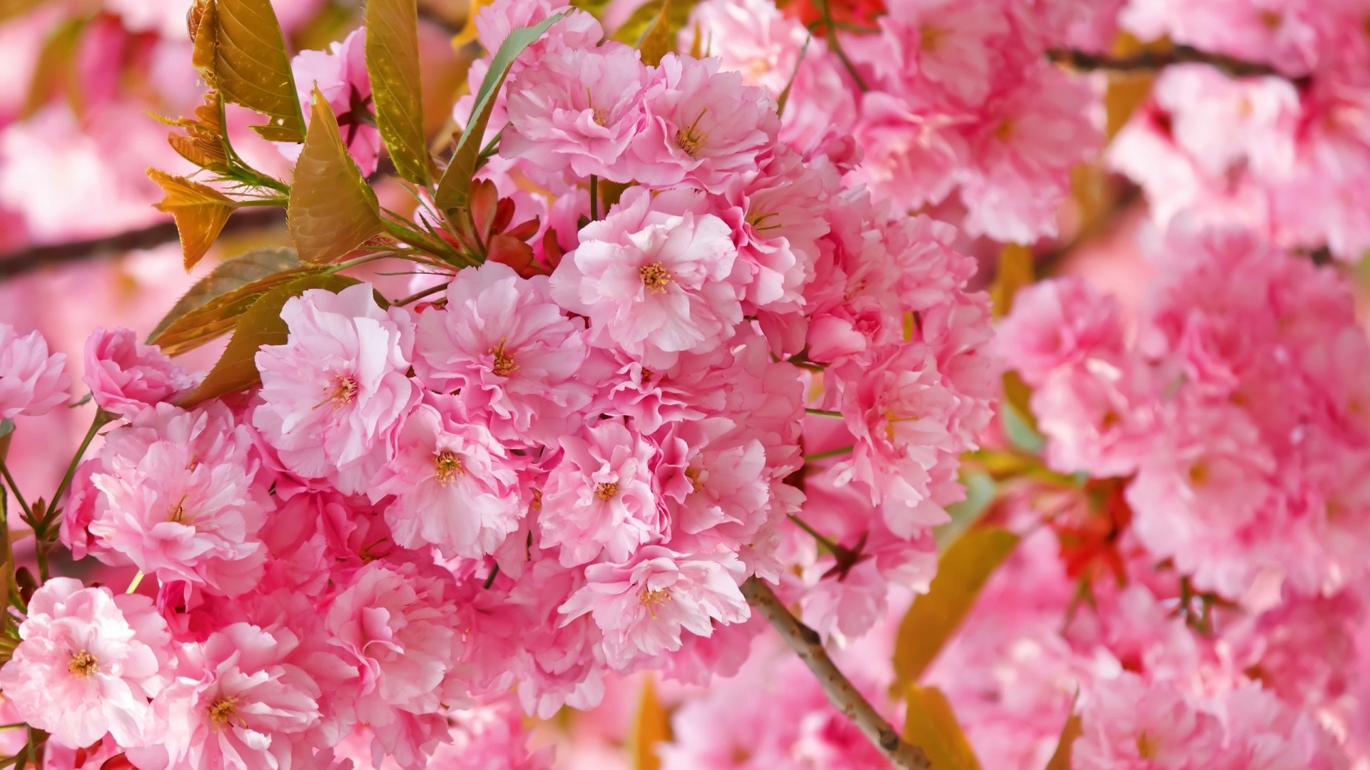 Cute Cherry Blossom Wallpapers