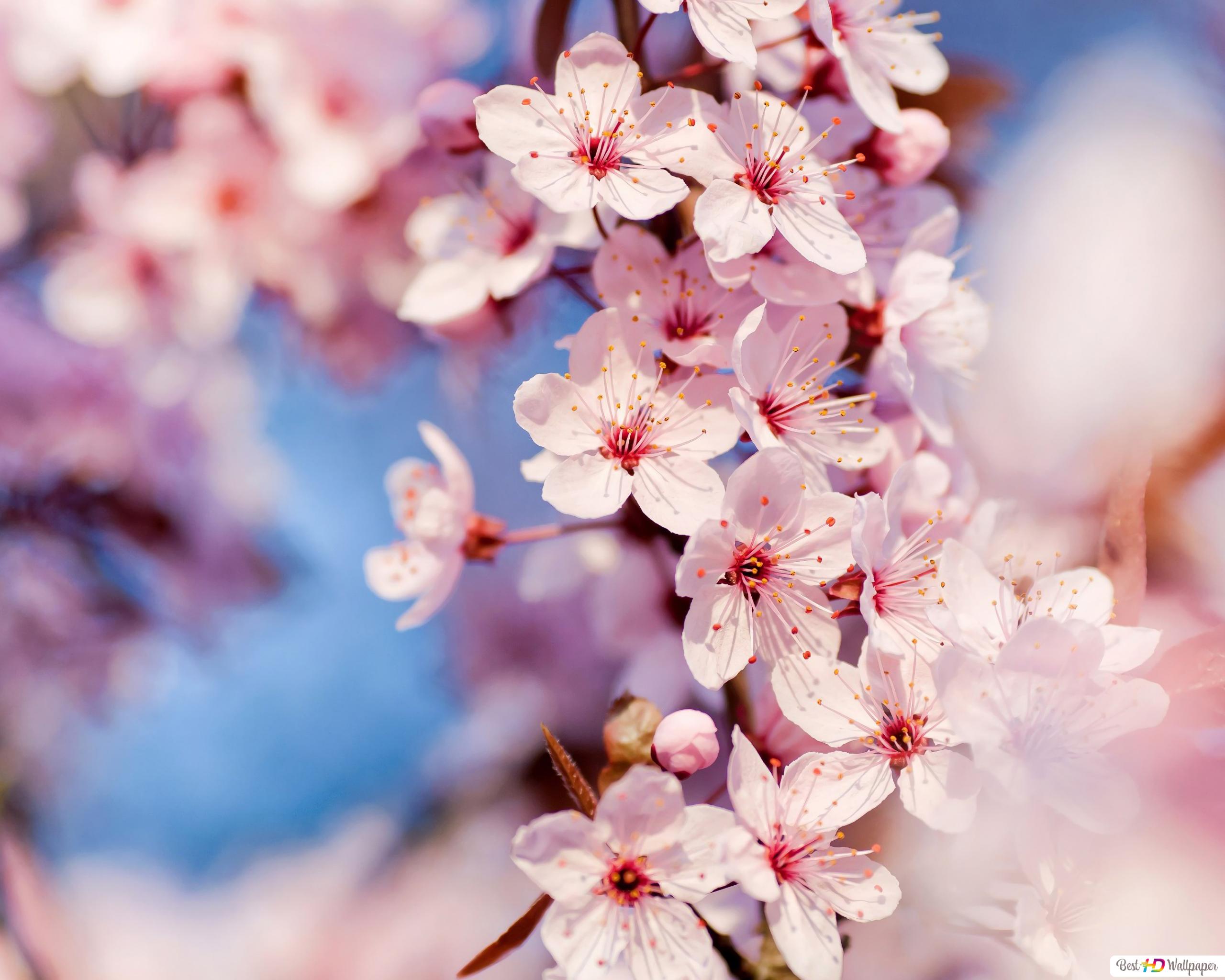 Cute Cherry Blossom Wallpapers