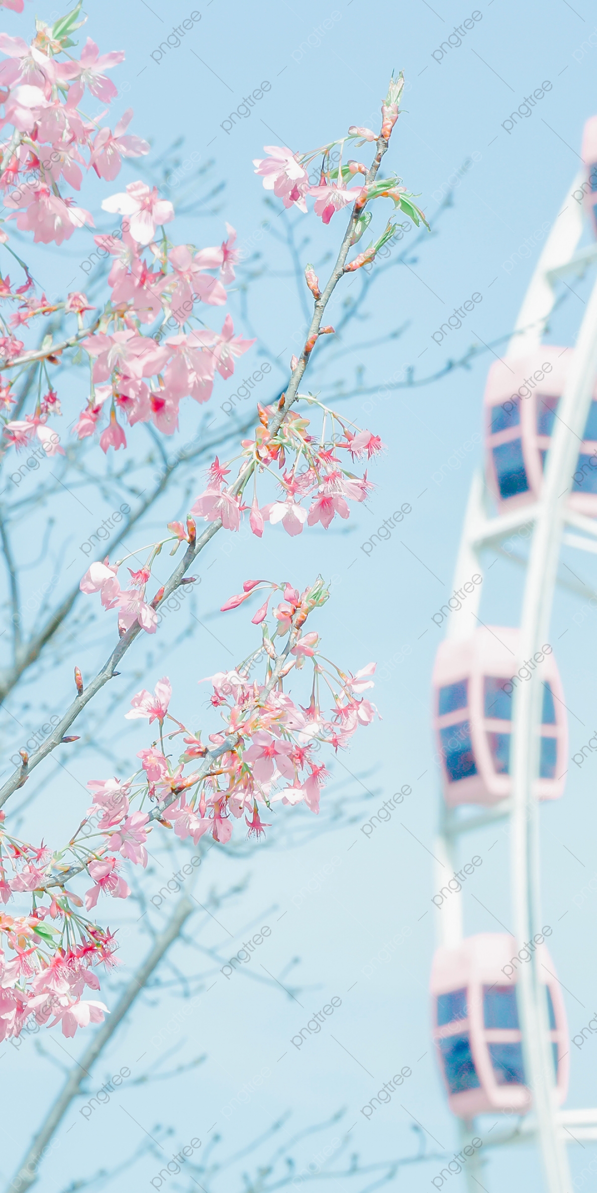 Cute Cherry Blossom Wallpapers