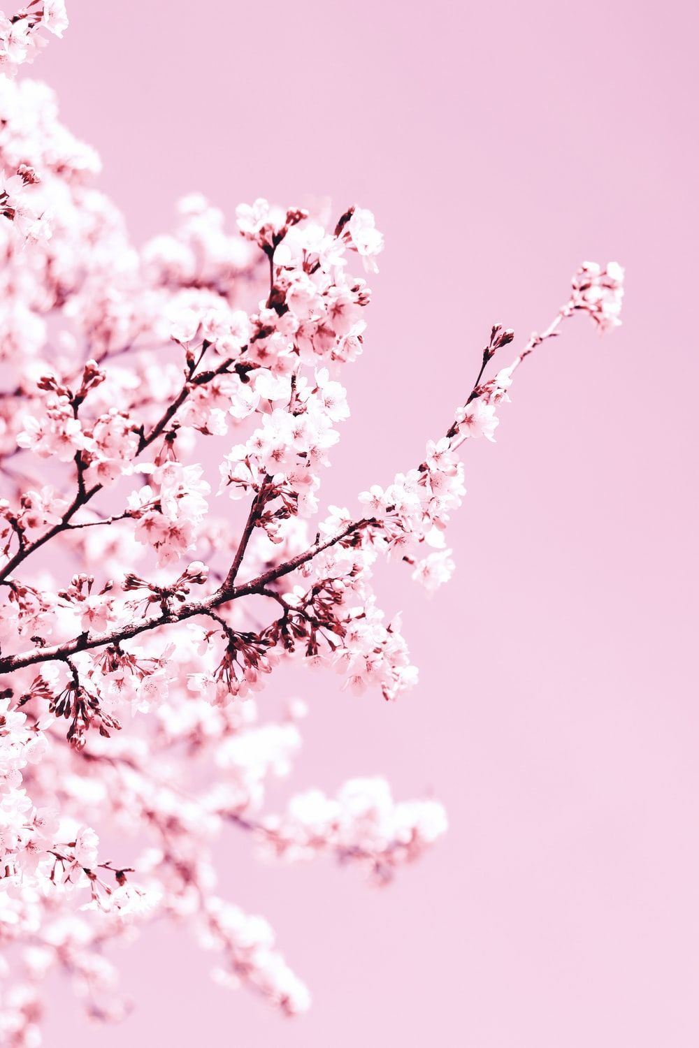 Cute Cherry Blossom Wallpapers