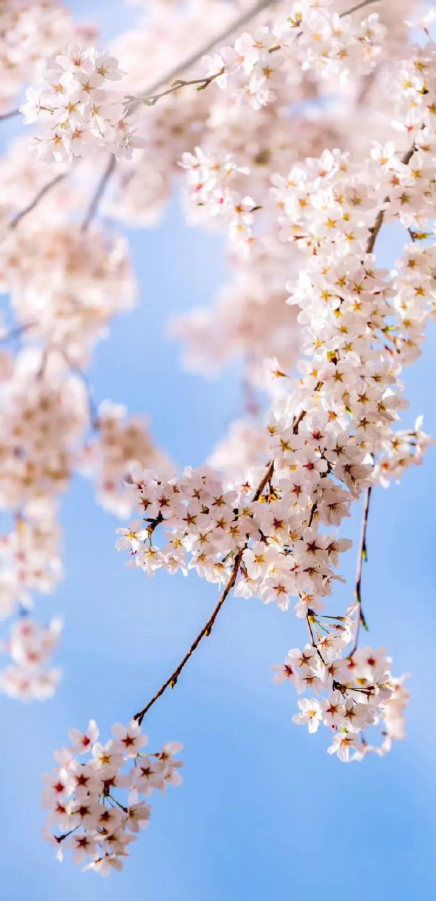 Cute Cherry Blossom Wallpapers