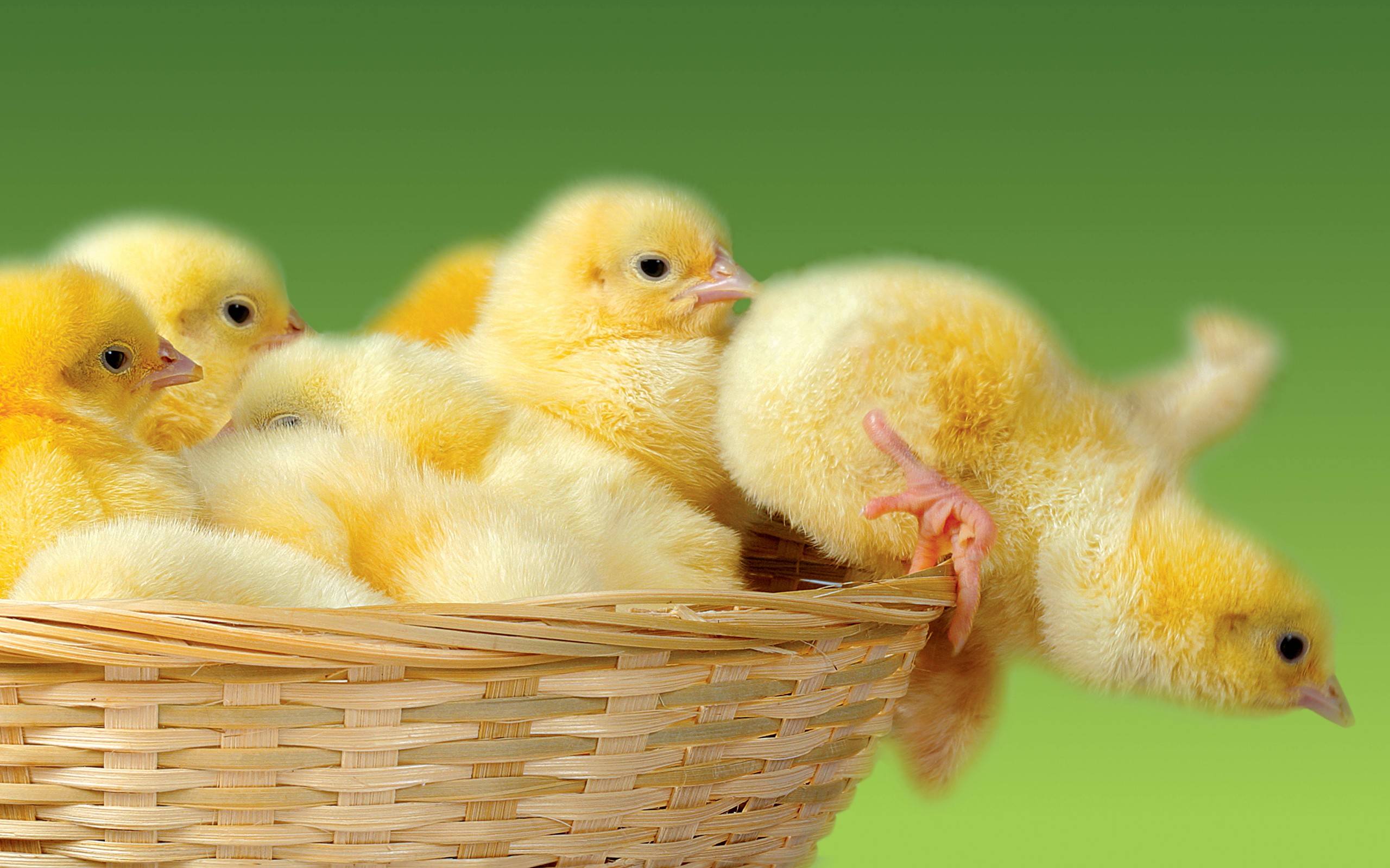 Cute Chicken Wallpapers