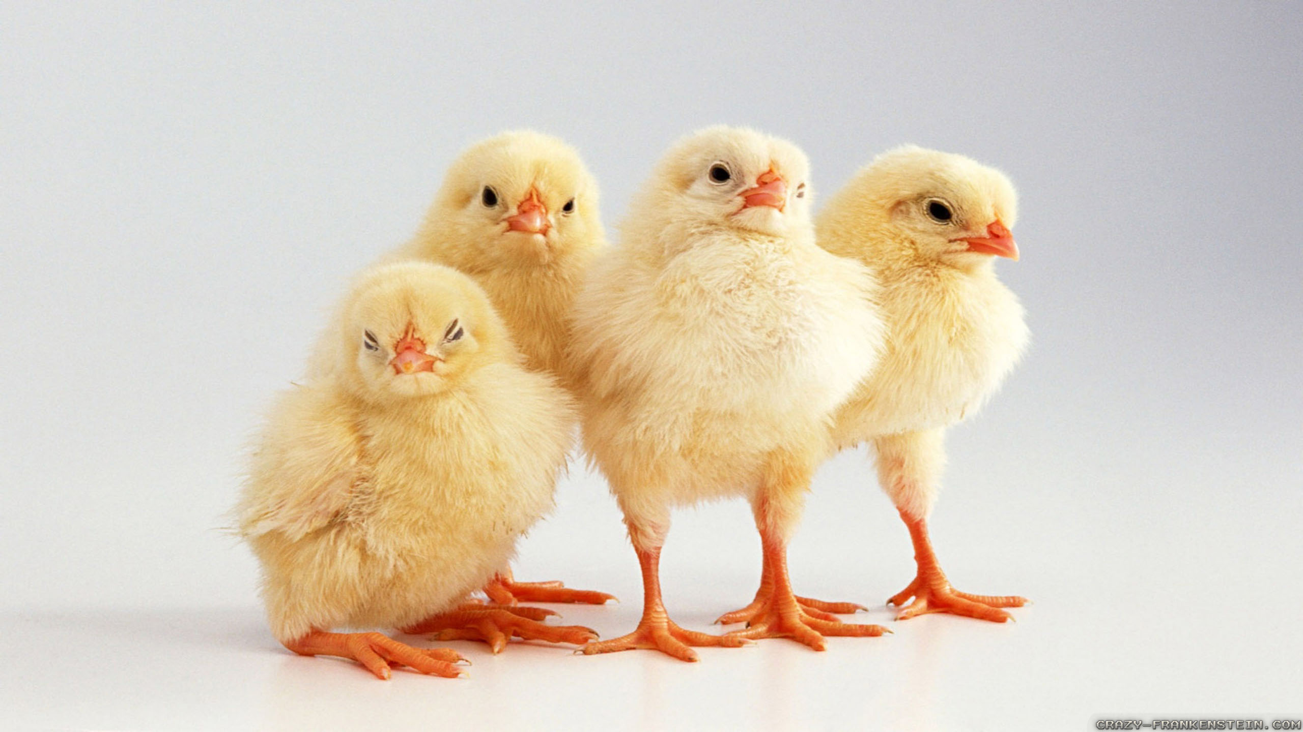 Cute Chicken Wallpapers