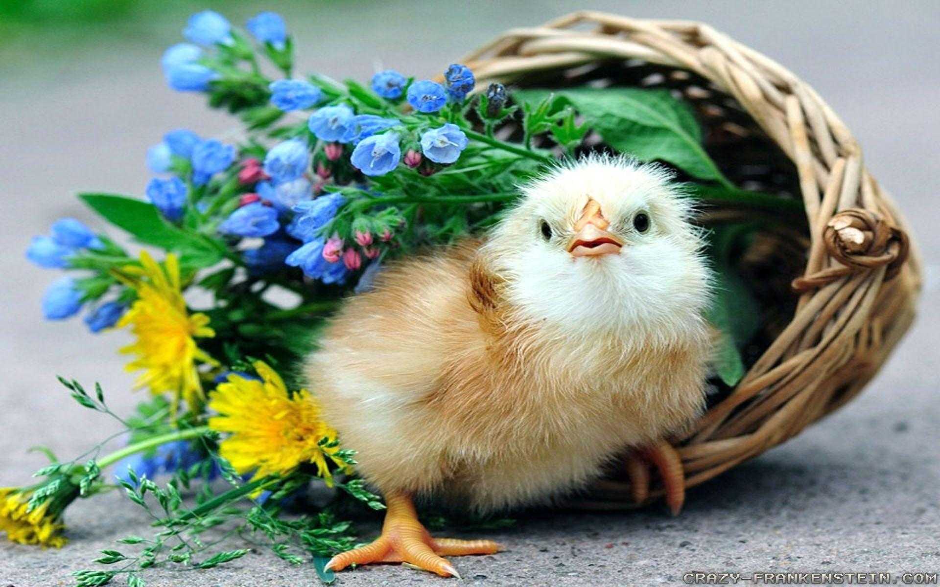 Cute Chicken Wallpapers