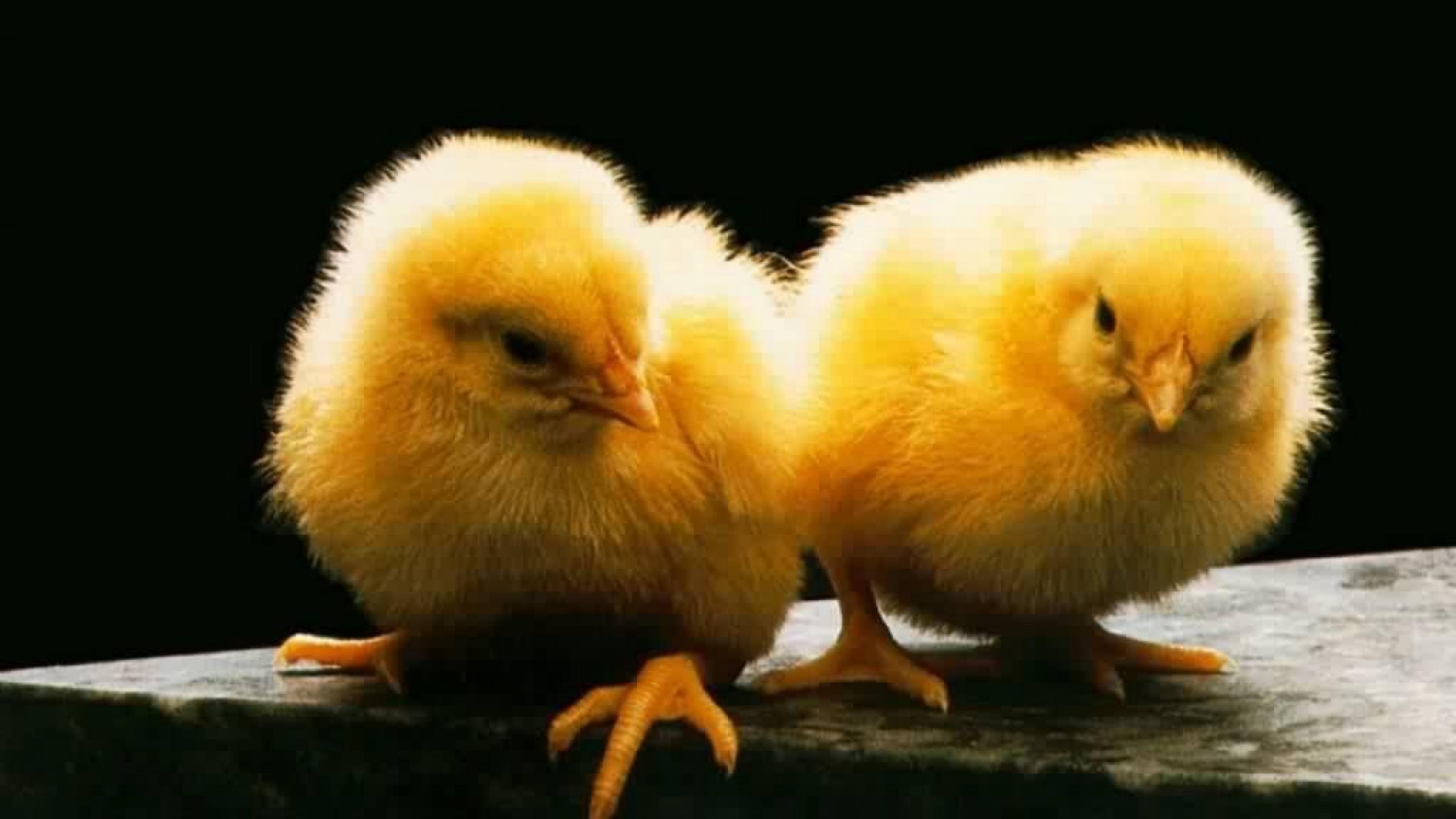 Cute Chicken Wallpapers