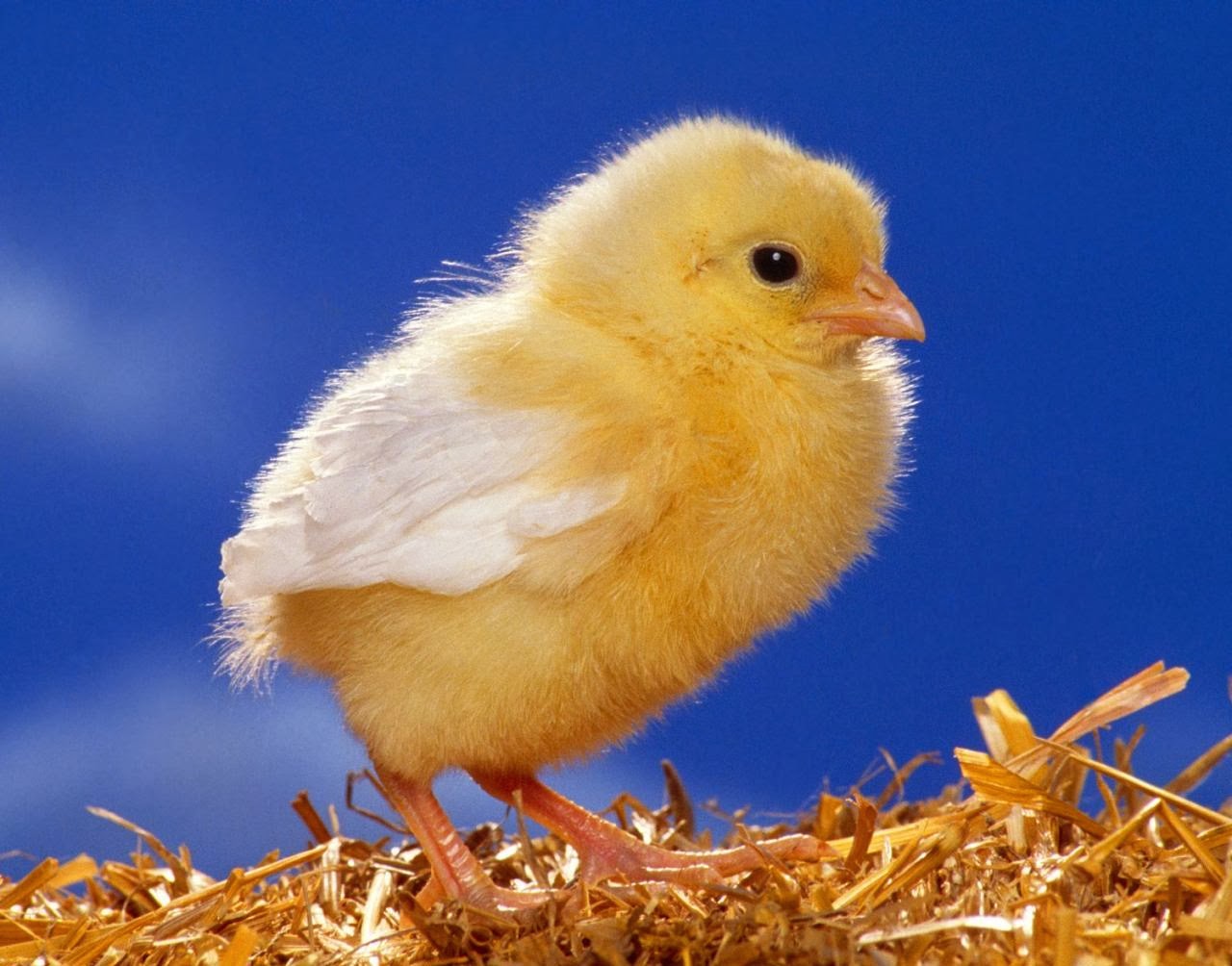 Cute Chicken Wallpapers