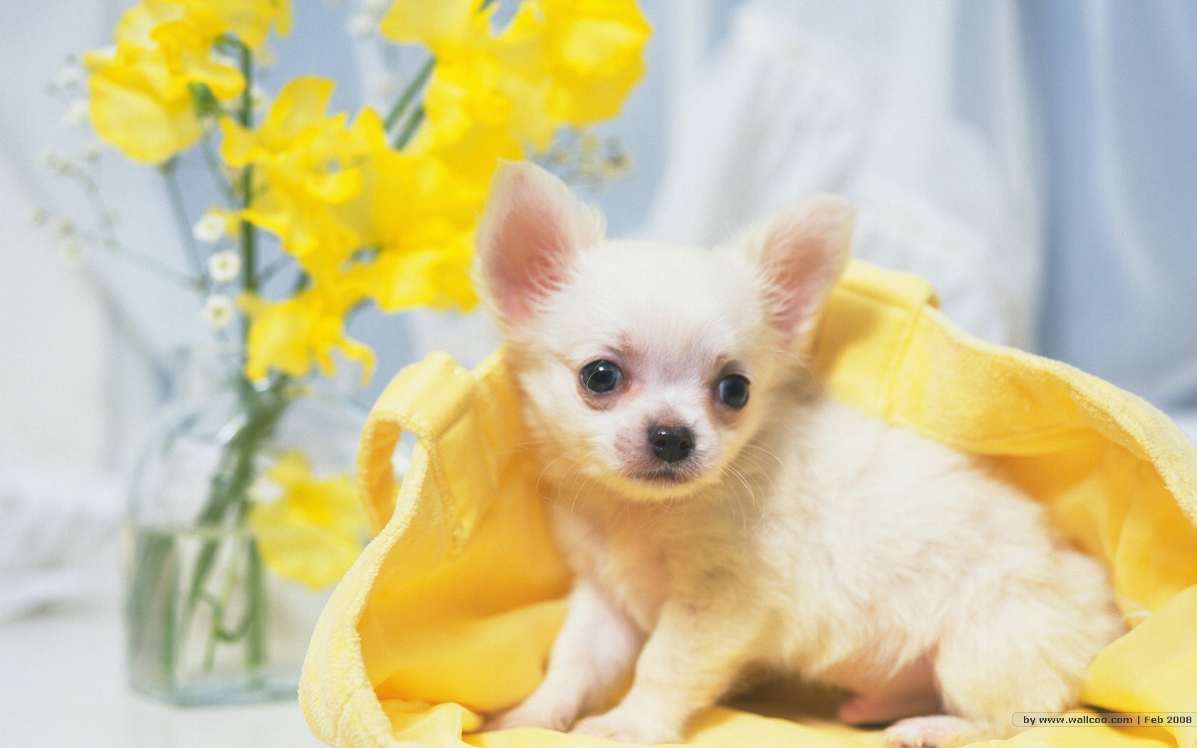 Cute Chihuahua Dogs Wallpapers