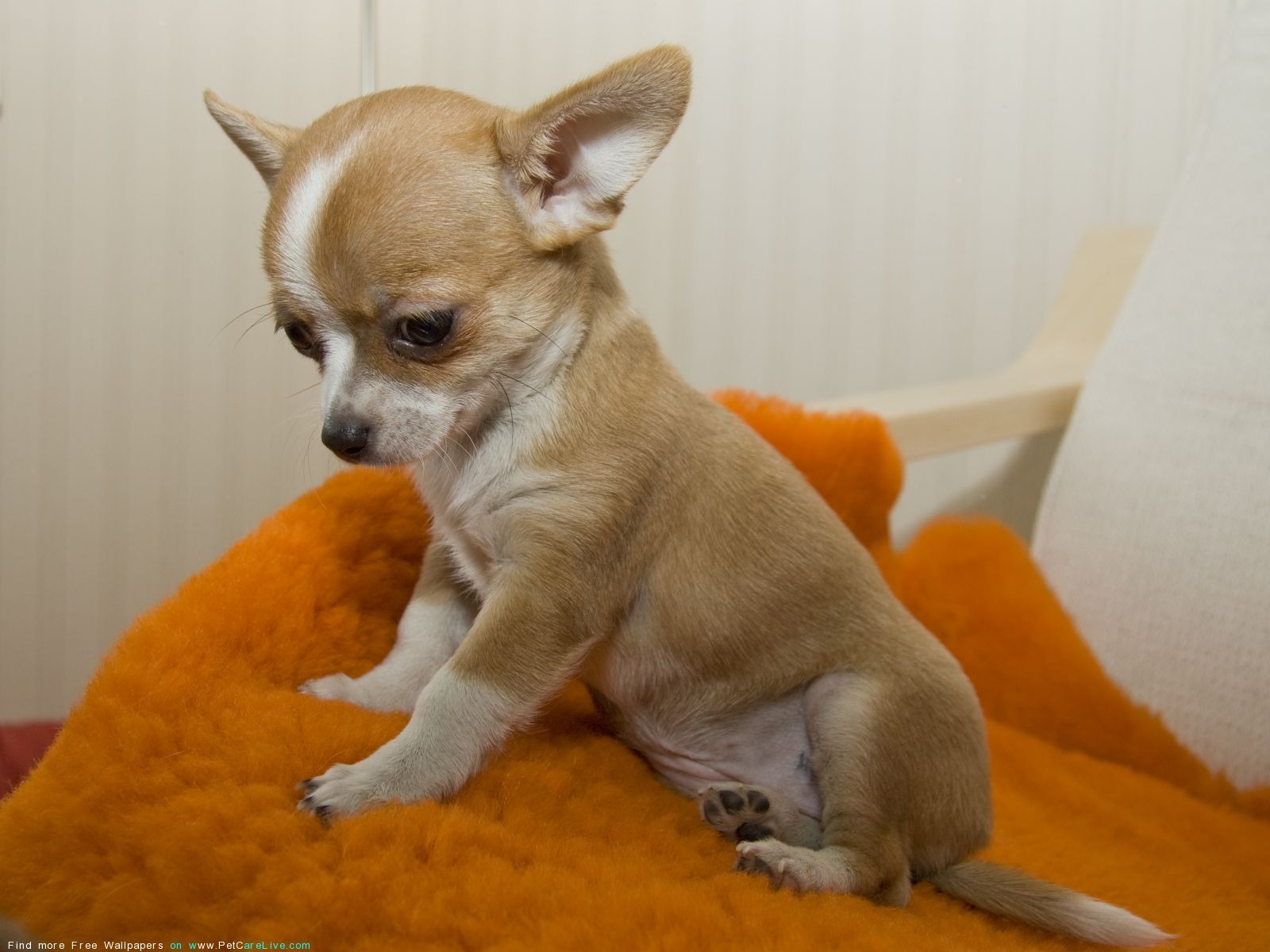 Cute Chihuahua Dogs Wallpapers