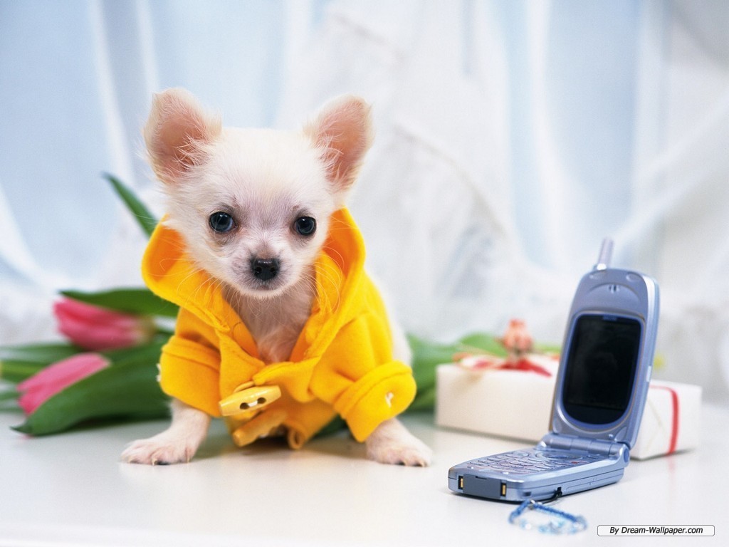 Cute Chihuahua Dogs Wallpapers