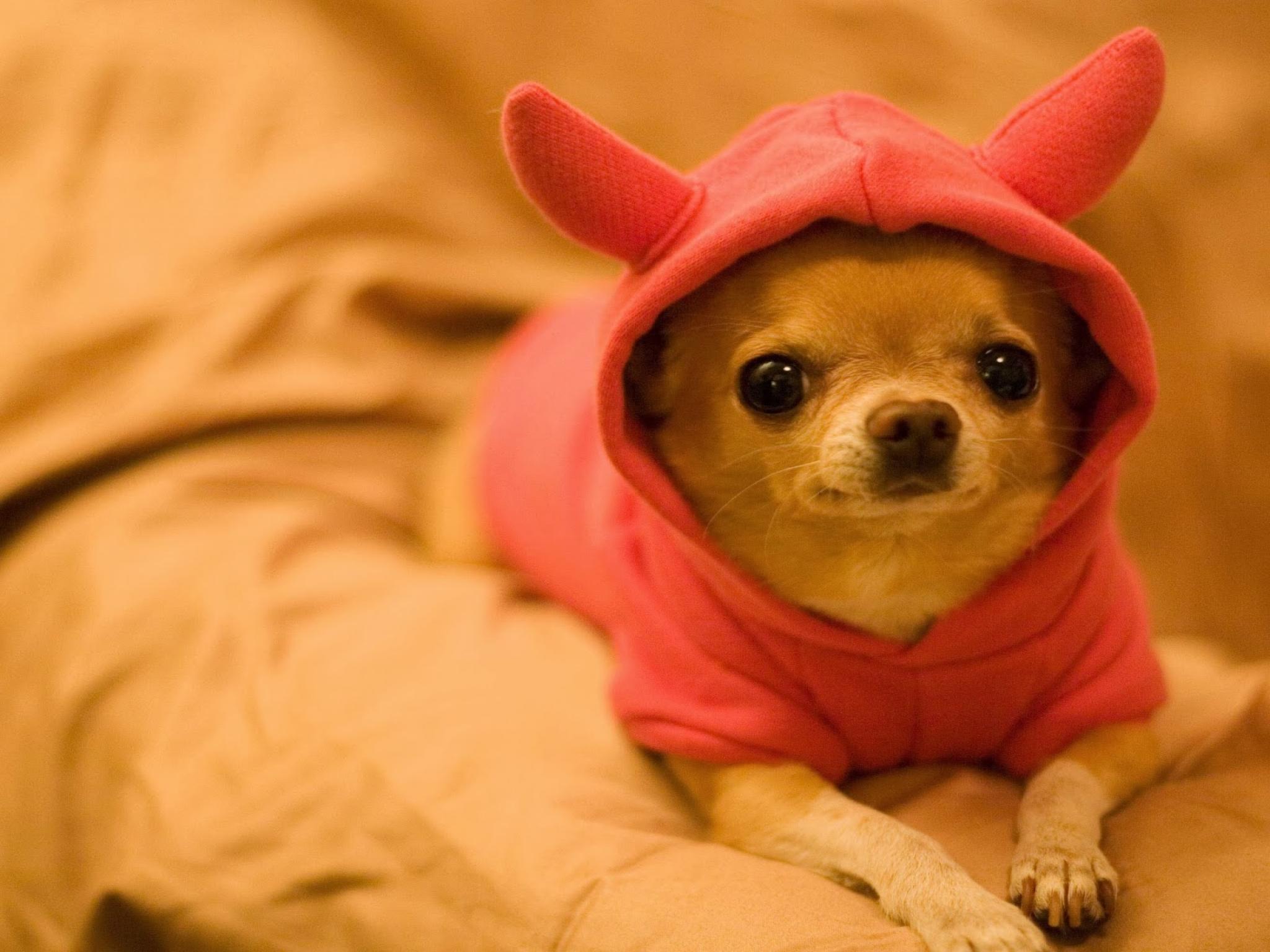 Cute Chihuahua Dogs Wallpapers