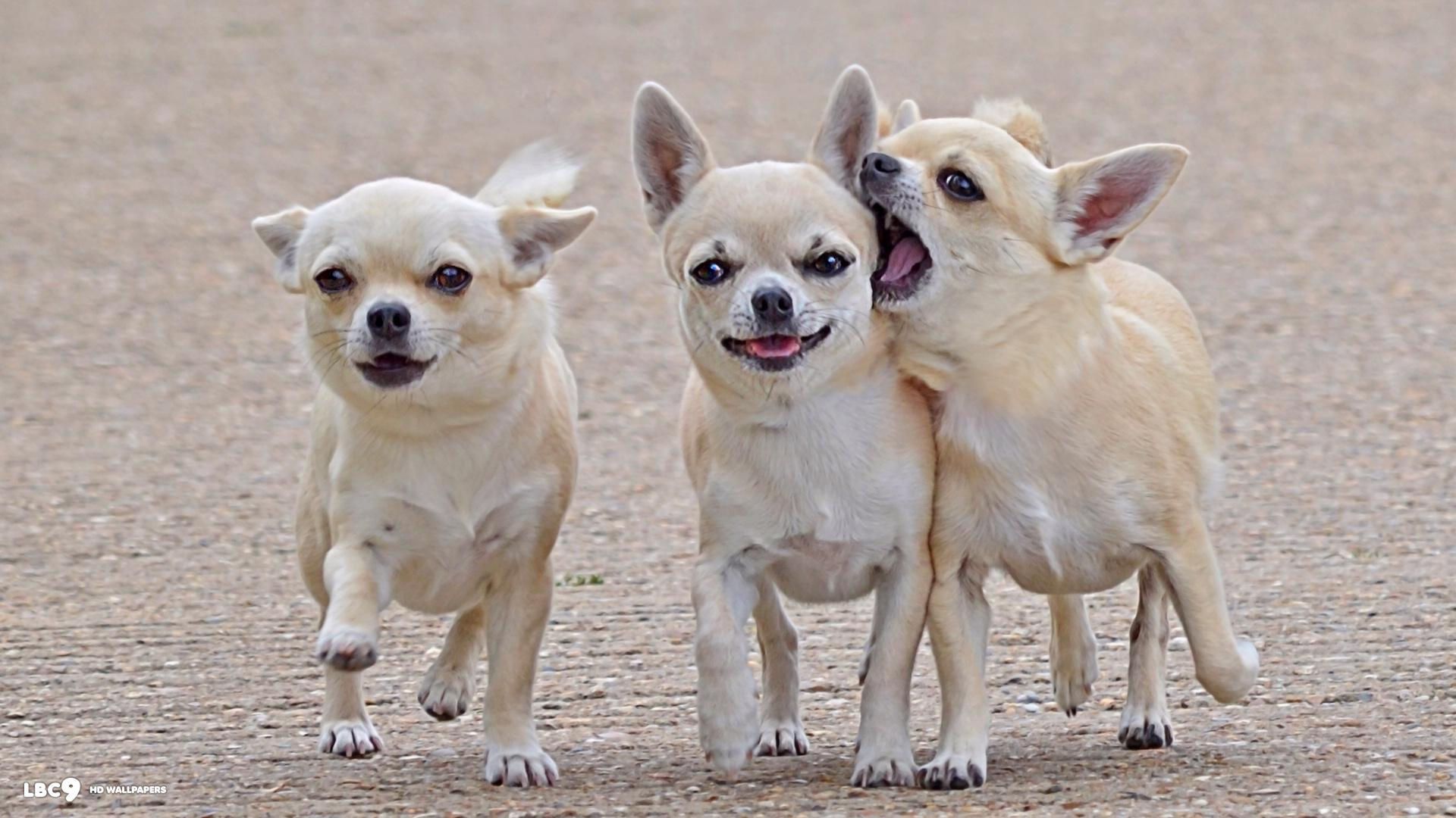 Cute Chihuahua Dogs Wallpapers