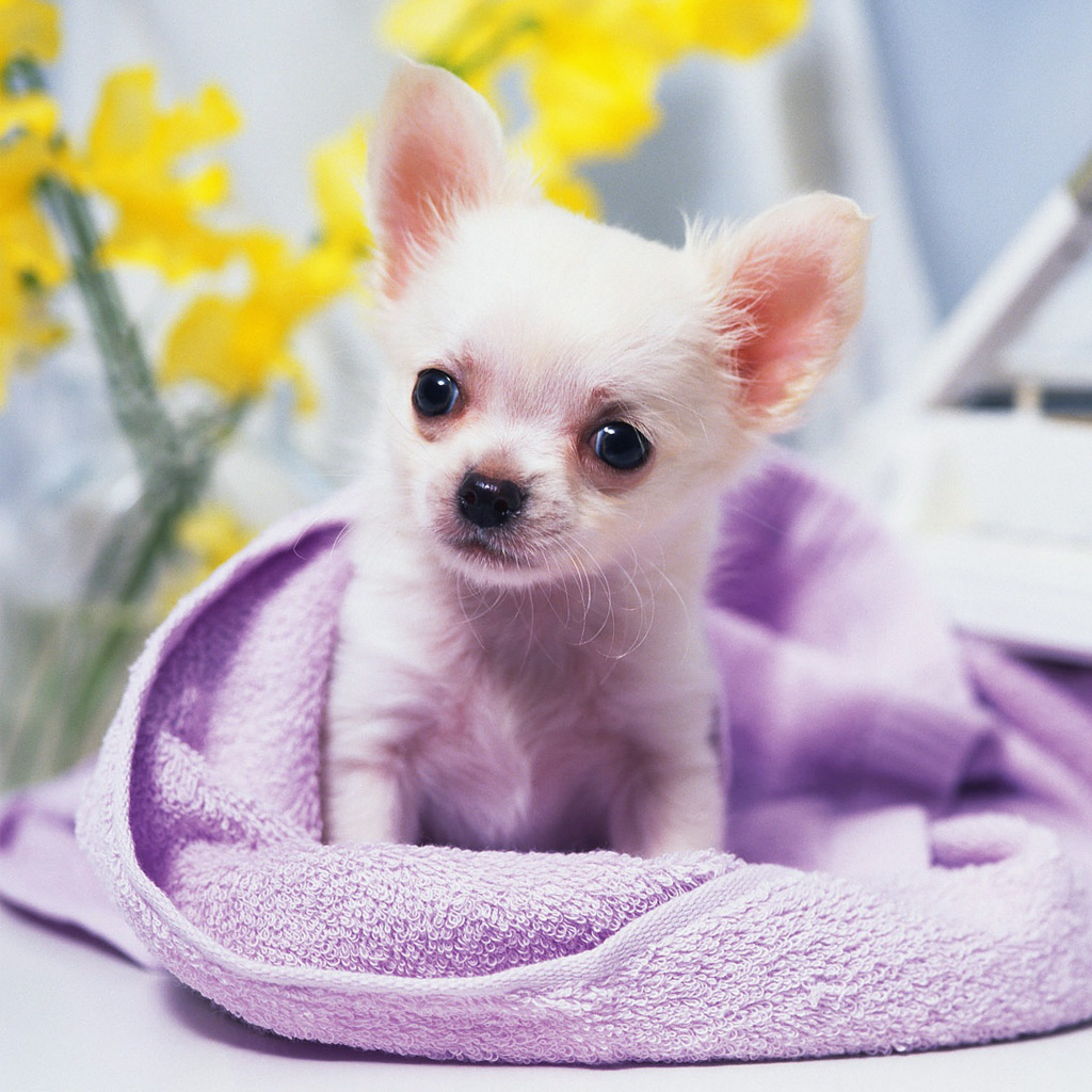 Cute Chihuahua Dogs Wallpapers