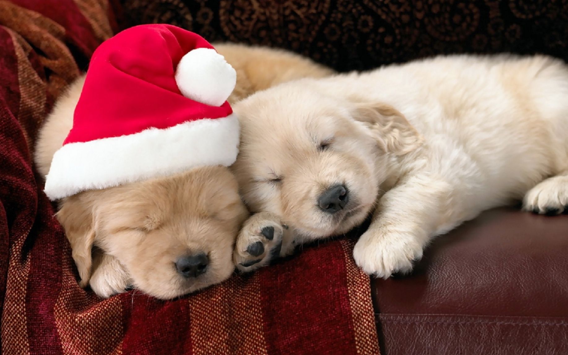 Cute Christmas Animal Wallpapers