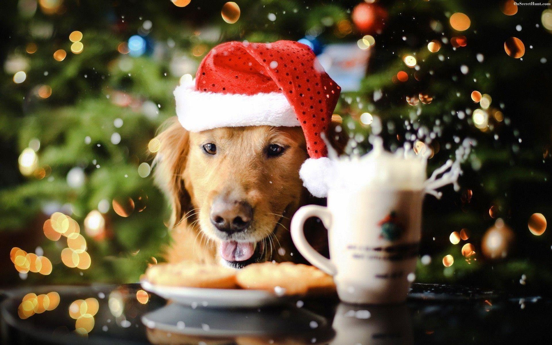 Cute Christmas Animal Wallpapers