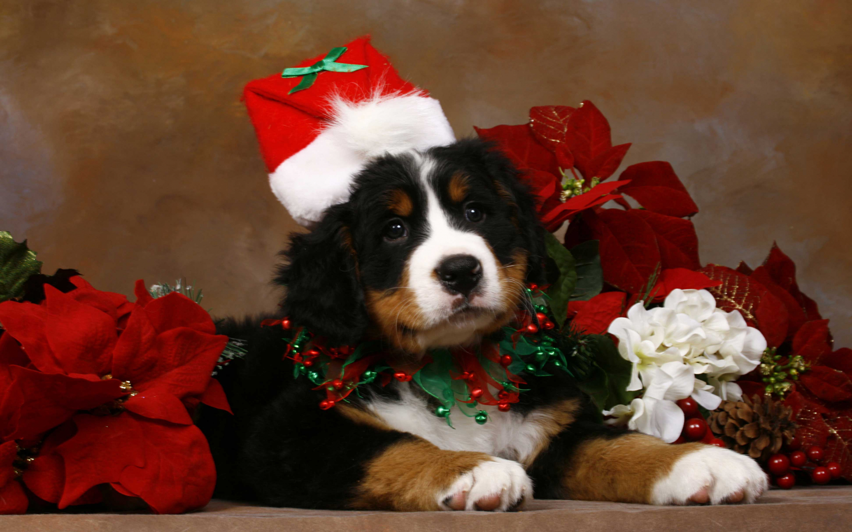 Cute Christmas Animal Wallpapers