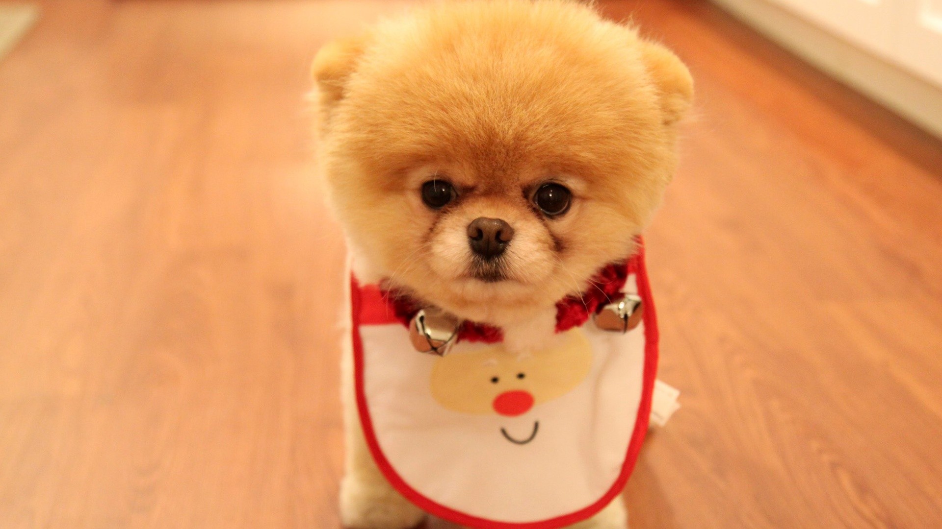 Cute Christmas Animal Wallpapers